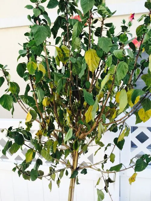 Hibiscus Leaves Turning Yellow | underwatering