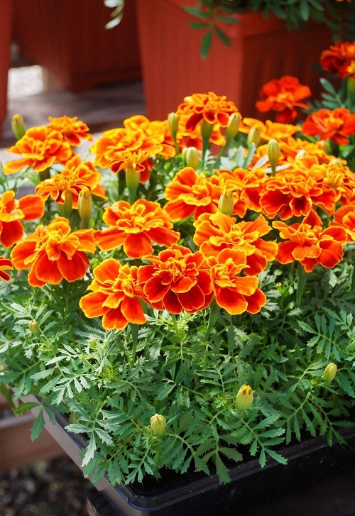 What Colors Do Marigolds Come In