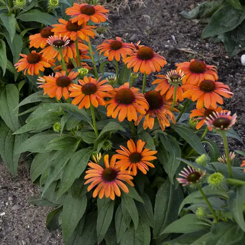 flower name start with 0 in pot 3