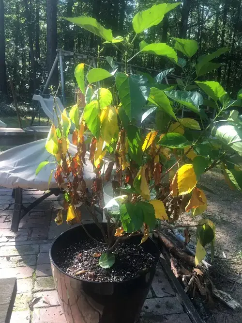 Hibiscus Leaves Turning Yellow over Watering
