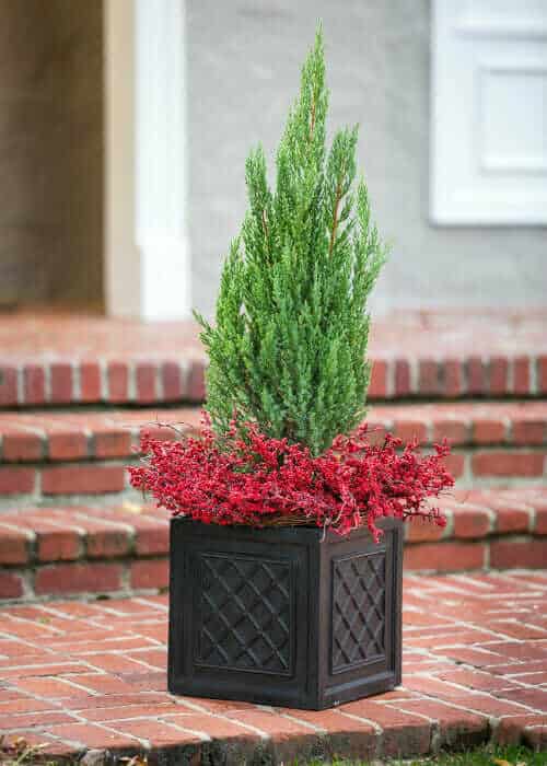 Best Pot Size for Growing Blue Point Juniper