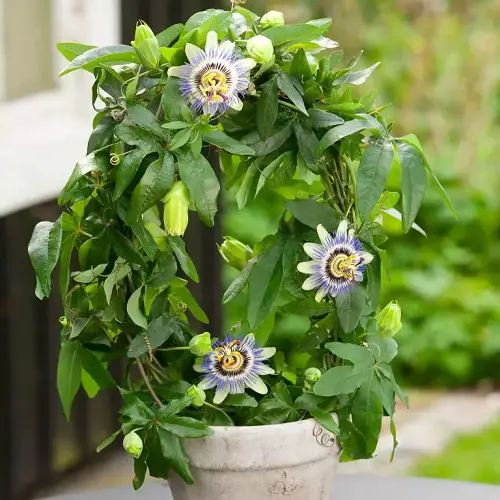 Passiflora Caerulea Care