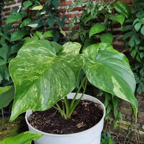 Best Homalomena Varieties in garden