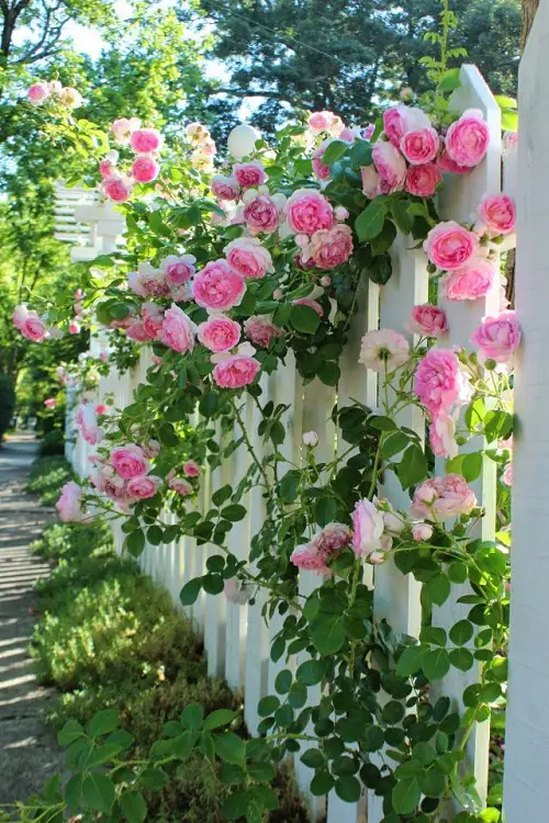 Essential Rose Care Tips Harnessing the Benefits of Mulch