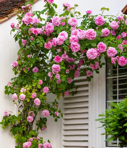 Pink Flower tree Types for a Garden 