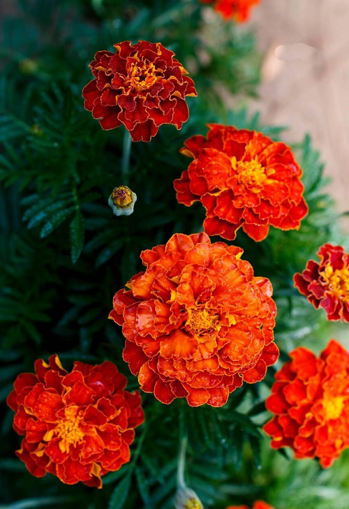 red Colors Do Marigolds Come In? Find Out! 3