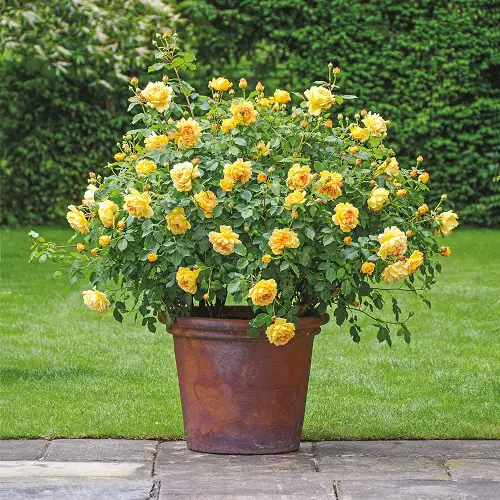 prettiest gold flowers in your pot 