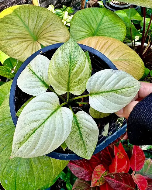 top best Types of Homalomena Varieties You Can Grow