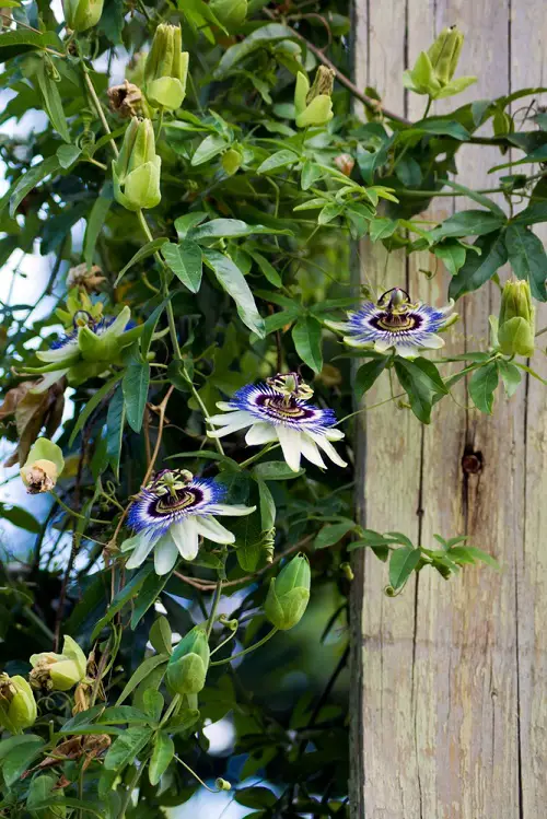 Requirements for Growing Passiflora Caerulea
