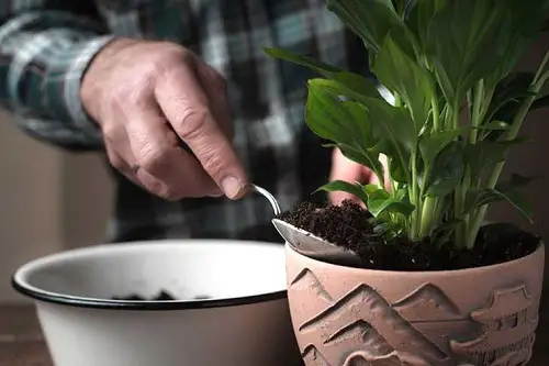 Peace Lily Specialized Indoor Plant Fertilizer