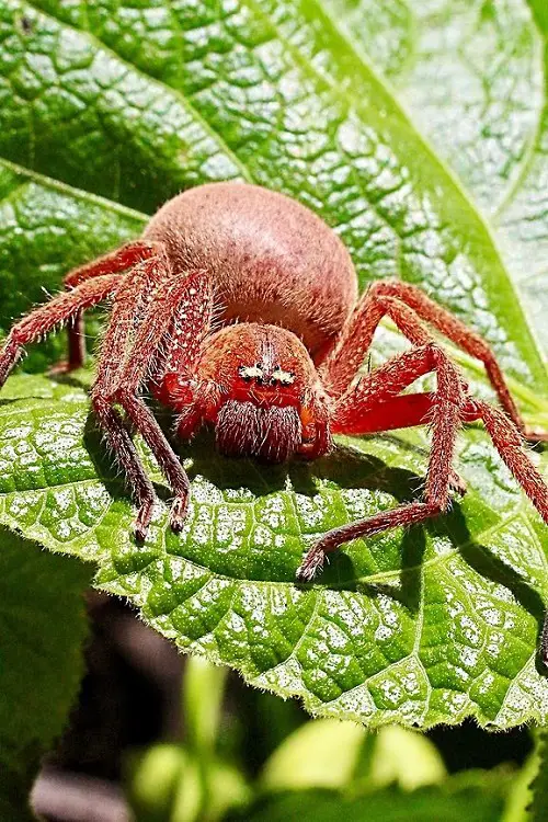 Pink Spiders Around the World
