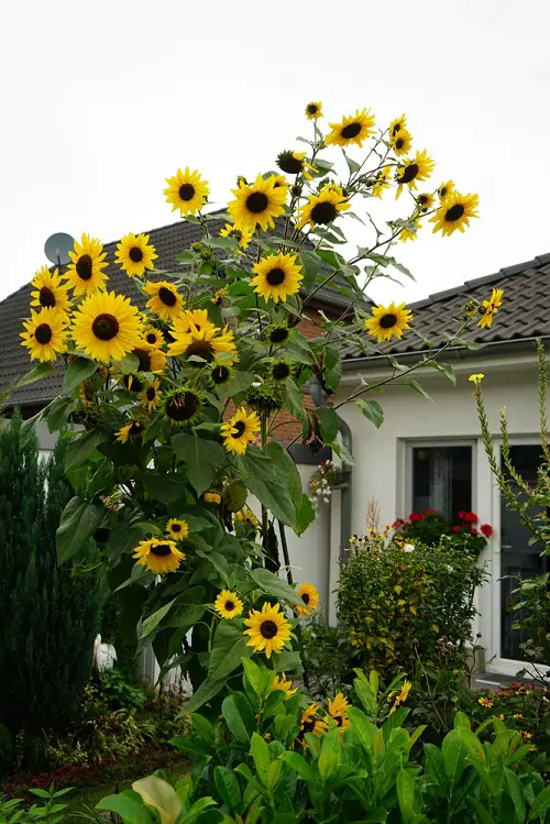 Best Gold Flowers