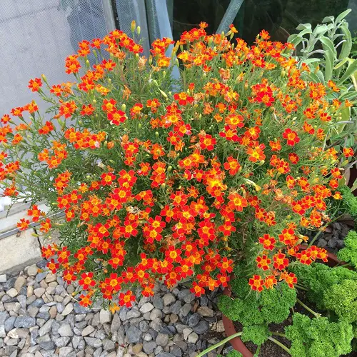 Best Plants to Keep Lizards Away from Home & Garden
