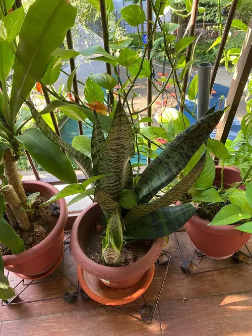 Let the Plant Have Some Temperature Fluctuations