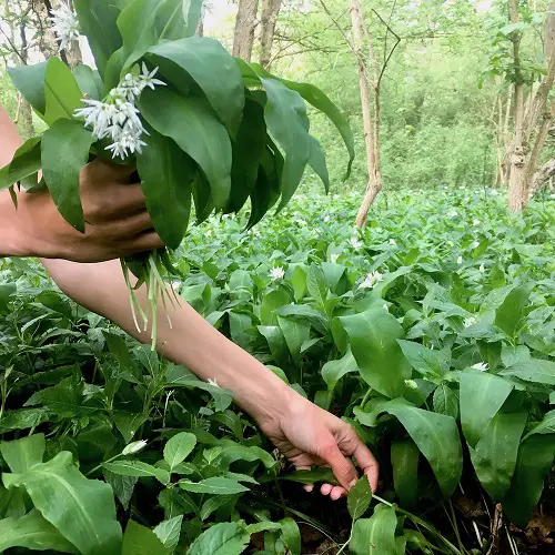 Amazing Best Wild Edible Plants in Georgia that Also Grow in Garden