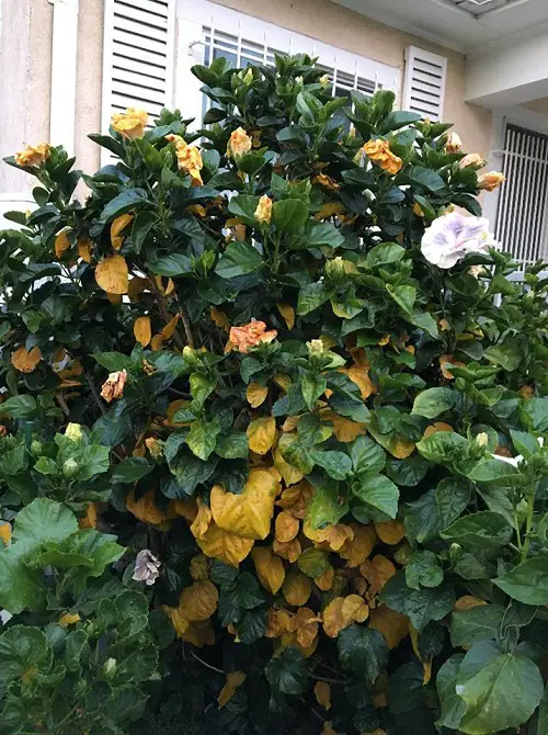 Hibiscus Leaves Turning Yellow in sunlight 