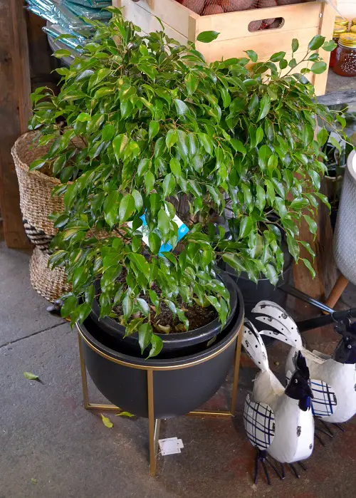 Best Indoor Shrubs