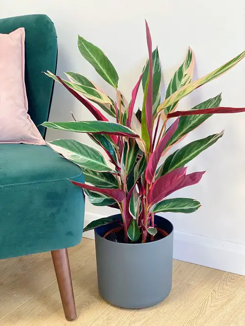 Tricolor Houseplants with Fantastic Foliage