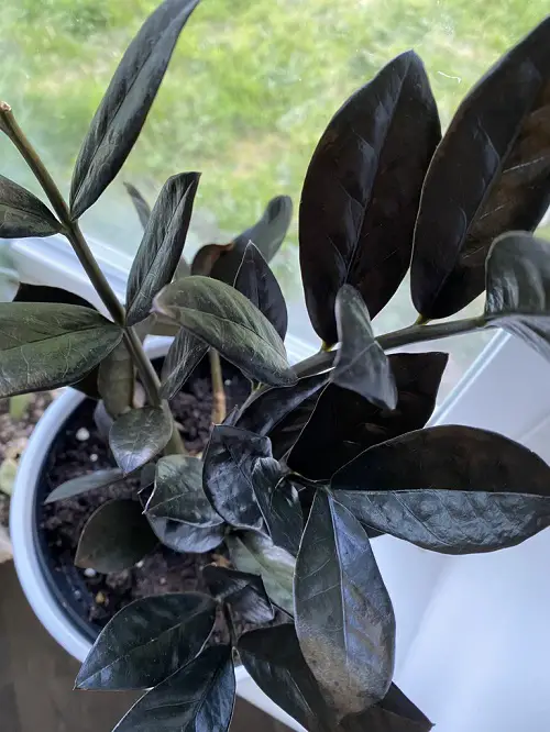 Top best Types of ZZ Plant Varieties To Grow Indoors