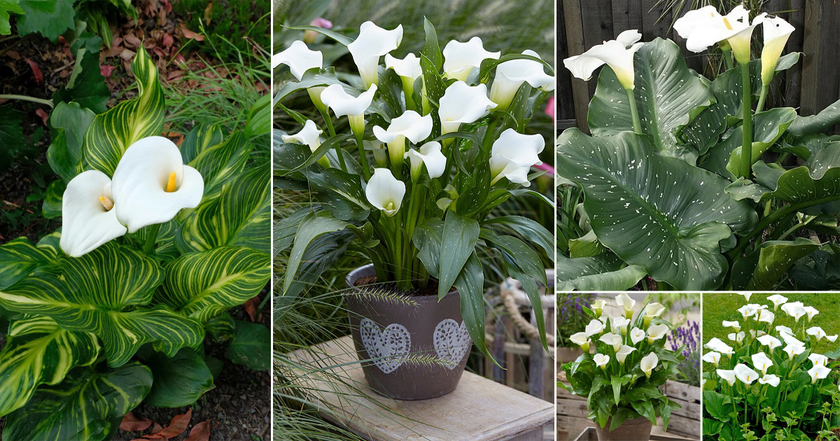 12 Striking White Calla Lily Varieties | Balcony Garden Web