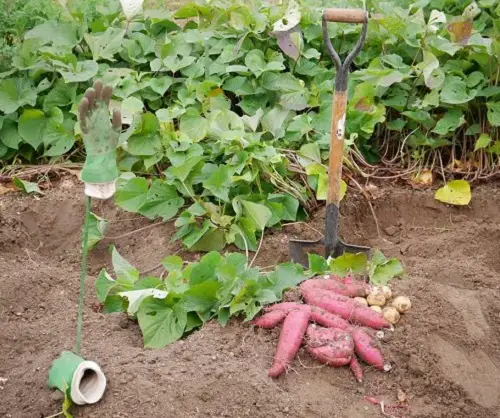 Best Red Root Vegetables 4