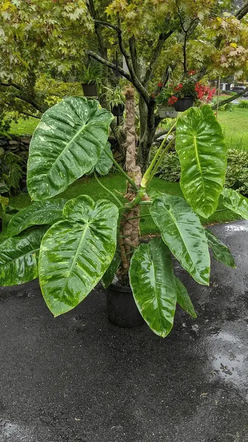 Large Leaf Philodendron Varieties in garden