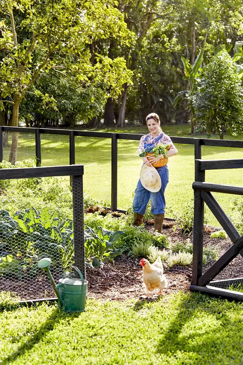 Vegetable Garden modern Fence Ideas 21