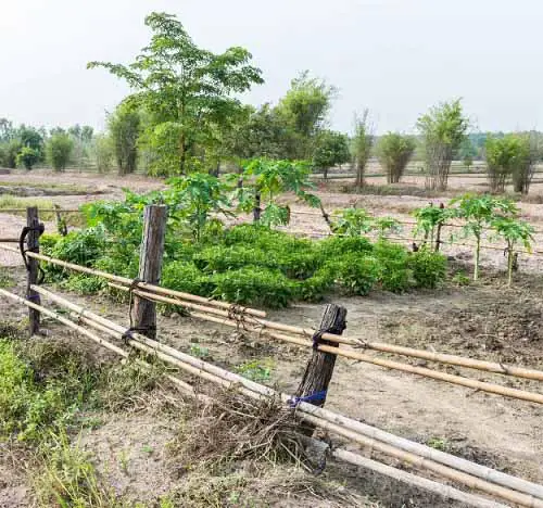 Vegetable Garden Bamboo Pole Fence Ideas 5