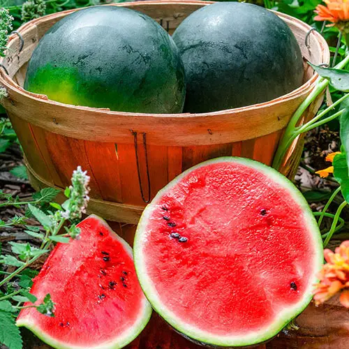 How to Pick the Sweetest Watermelon
