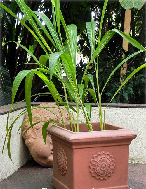 The Greatest Indoor Grass Plants for Houseplants 