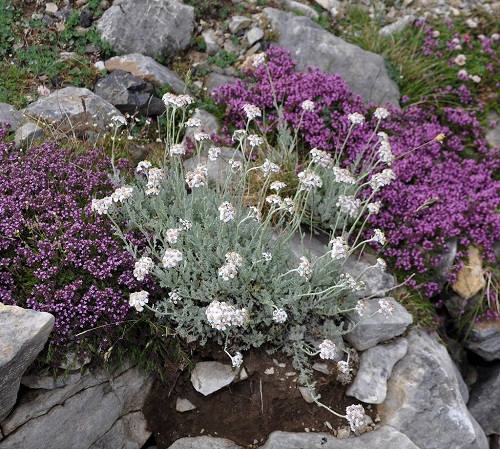 Greek Flowers for Garden and Home