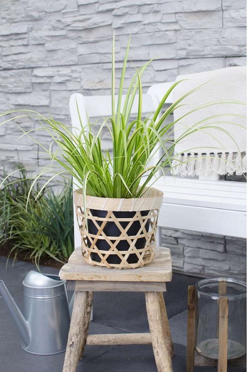 Top Indoor Grass Plants That Make Excellent Houseplants 
