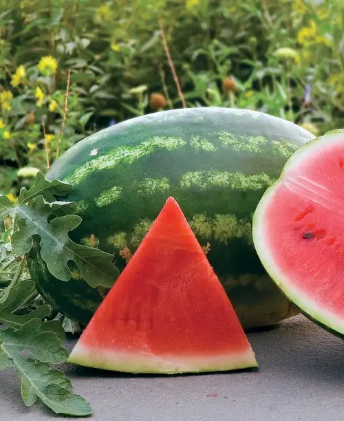 Sweetest Watermelon Varieties for garden