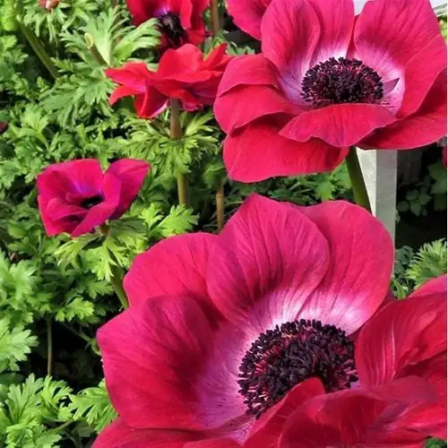 The most stunning magenta flowers.