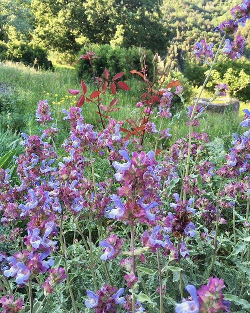 best Gorgeous Greek Flowers for the Home and Garden