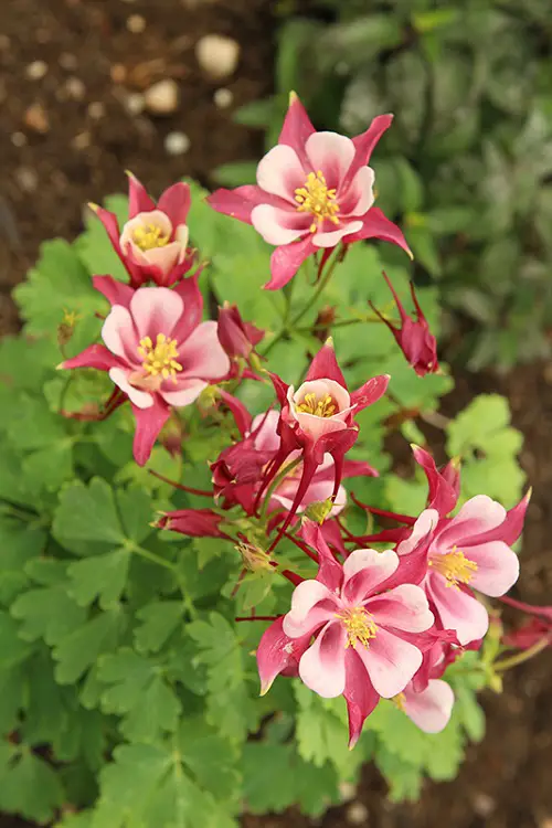 Different Kinds of Pink Garden Flowers