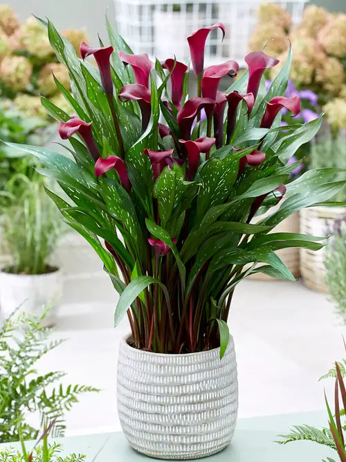 Pink Flower Types for a Garden 