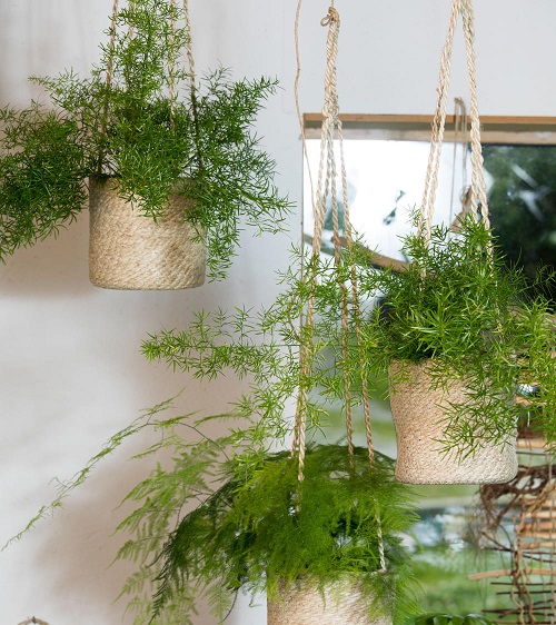 Greatest Indoor Grass Plants for Houseplants