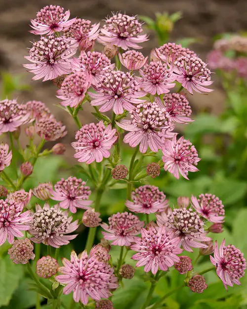 Types of Pink Flowers for Garden
