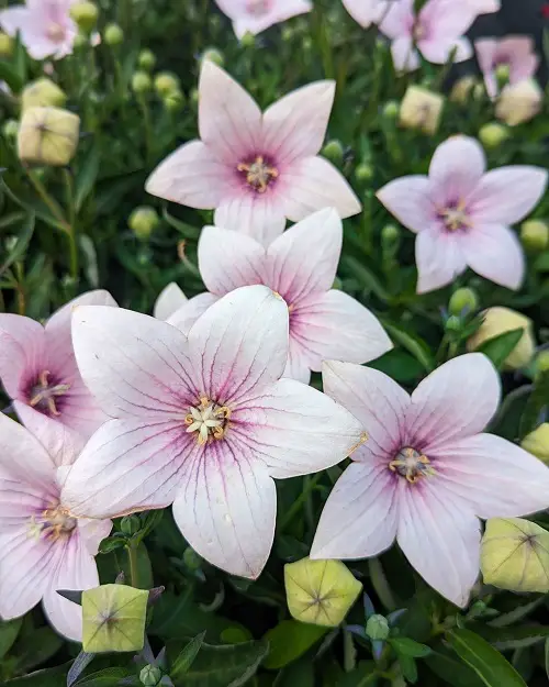 Pink Flower Types for a Garden