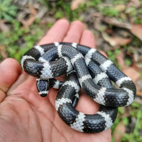Magnificent Black Snakes with White Bars