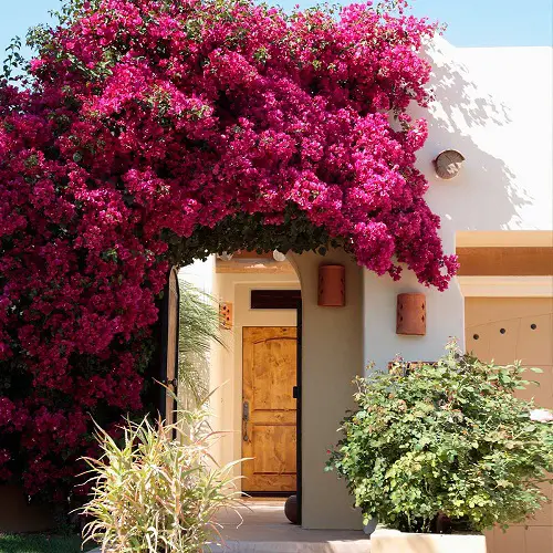 wonderful magenta flowers.