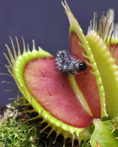 Venus Fly Trap - Mechanism of Consumption