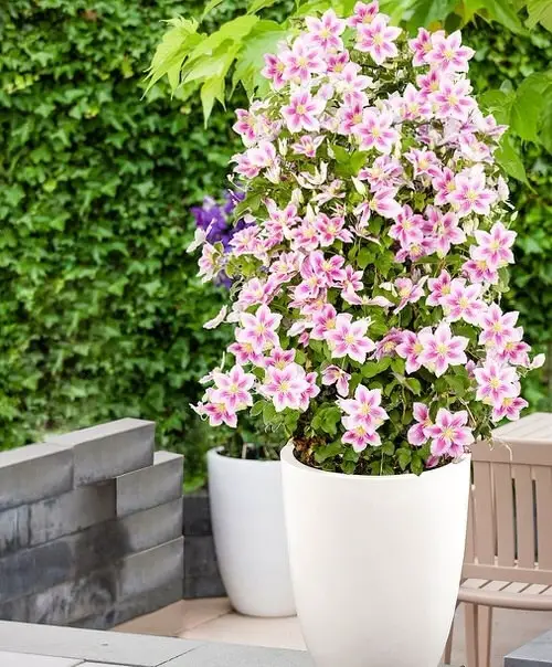 Kinds of Pink Garden Flowers 