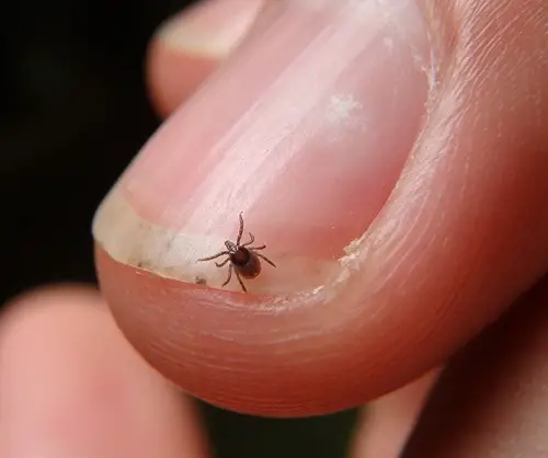 Microscopic Black Insects Resembling Poppies seed