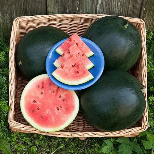 Delicious Types of Watermelon 