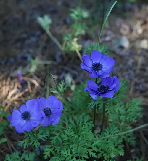 best Blue Flower Names with Pictures