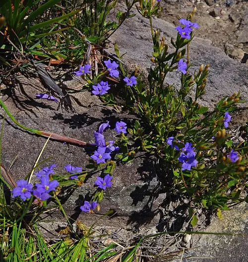 Blue Flower Names with Pictures