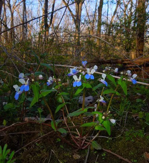 beautiful Blue Flower Names & Images