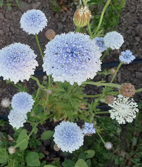 Blue Flower Names near Frame